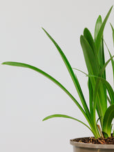 products/SotoProductShootLowQ-1934.jpg